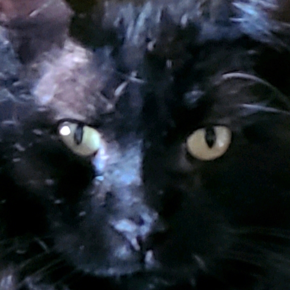 Meet your Posher, Shari - Picture 1 of 1